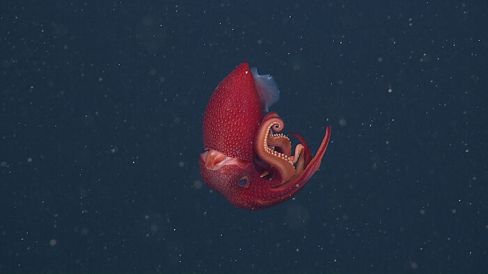 30 Alien-Like Deep-Sea Creatures Documented By MBARI