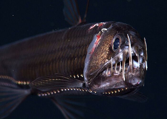 30 Alien-Like Deep-Sea Creatures Documented By MBARI