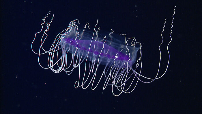 30 Alien-Like Deep-Sea Creatures Documented By MBARI