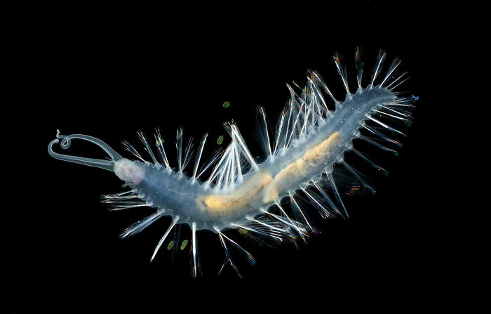 30 Alien-Like Deep-Sea Creatures Documented By MBARI