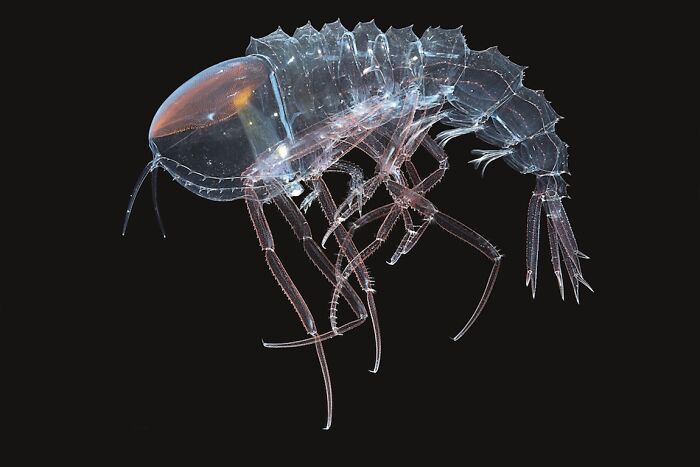 30 Alien-Like Deep-Sea Creatures Documented By MBARI
