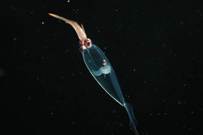 30 Alien-Like Deep-Sea Creatures Documented By MBARI