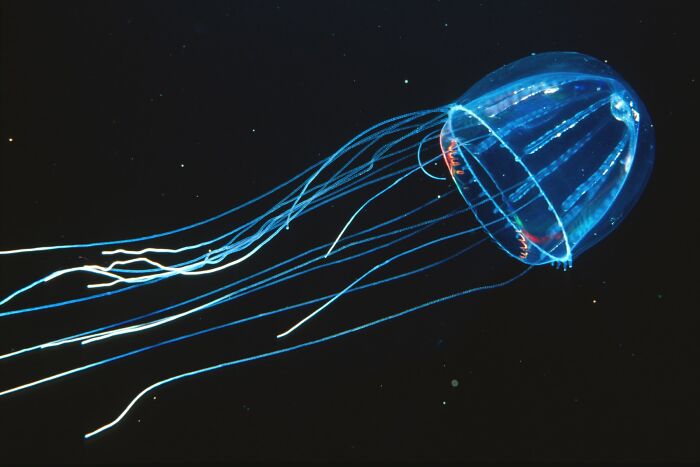 30 Alien-Like Deep-Sea Creatures Documented By MBARI