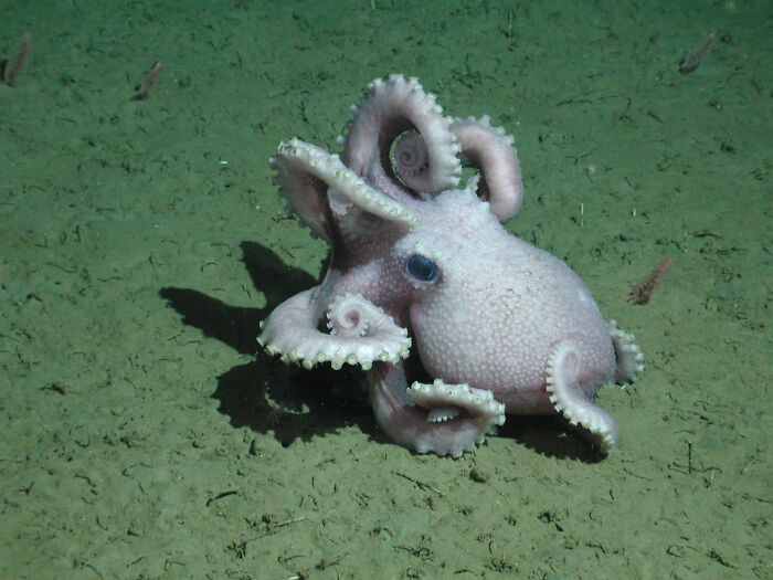 30 Alien-Like Deep-Sea Creatures Documented By MBARI