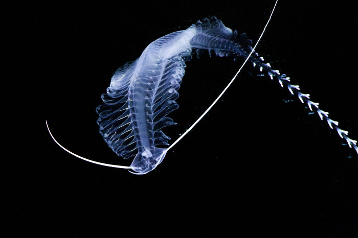 30 Alien-Like Deep-Sea Creatures Documented By MBARI