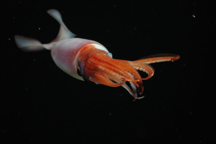 30 Alien-Like Deep-Sea Creatures Documented By MBARI