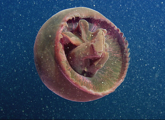 30 Alien-Like Deep-Sea Creatures Documented By MBARI