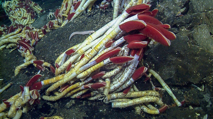 30 Alien-Like Deep-Sea Creatures Documented By MBARI