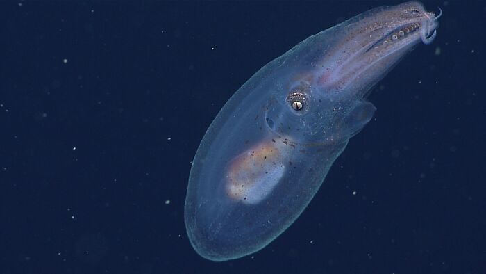 30 Alien-Like Deep-Sea Creatures Documented By MBARI
