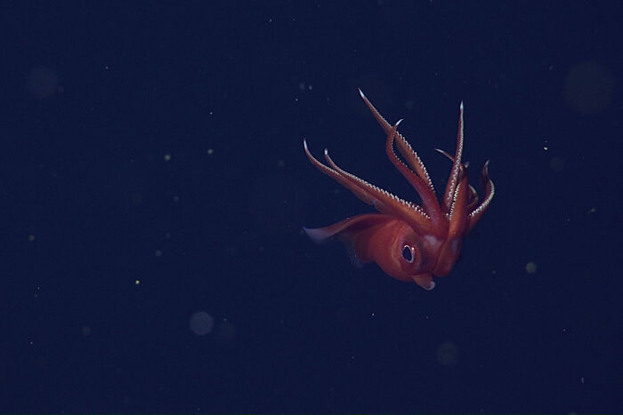 30 Alien-Like Deep-Sea Creatures Documented By MBARI