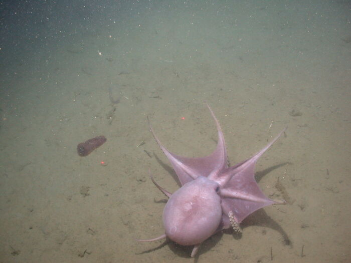 30 Alien-Like Deep-Sea Creatures Documented By MBARI