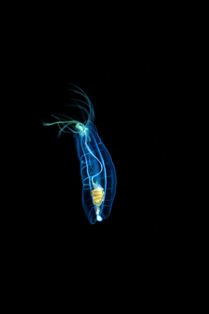 30 Alien-Like Deep-Sea Creatures Documented By MBARI