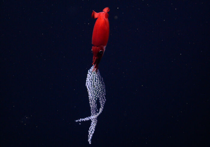 30 Alien-Like Deep-Sea Creatures Documented By MBARI