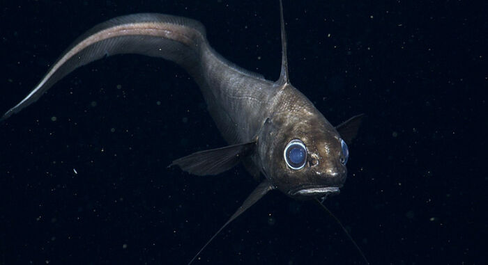 30 Alien-Like Deep-Sea Creatures Documented By MBARI