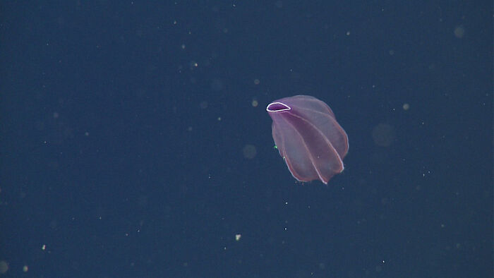 30 Alien-Like Deep-Sea Creatures Documented By MBARI