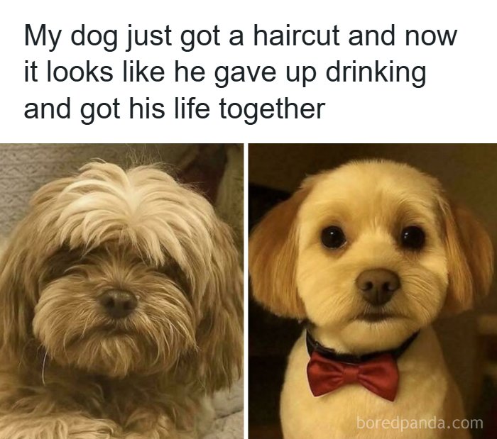 93 Of The Internet&rsquo;s Most Favorite Moments That Are Better For You Than The News (New Pics)