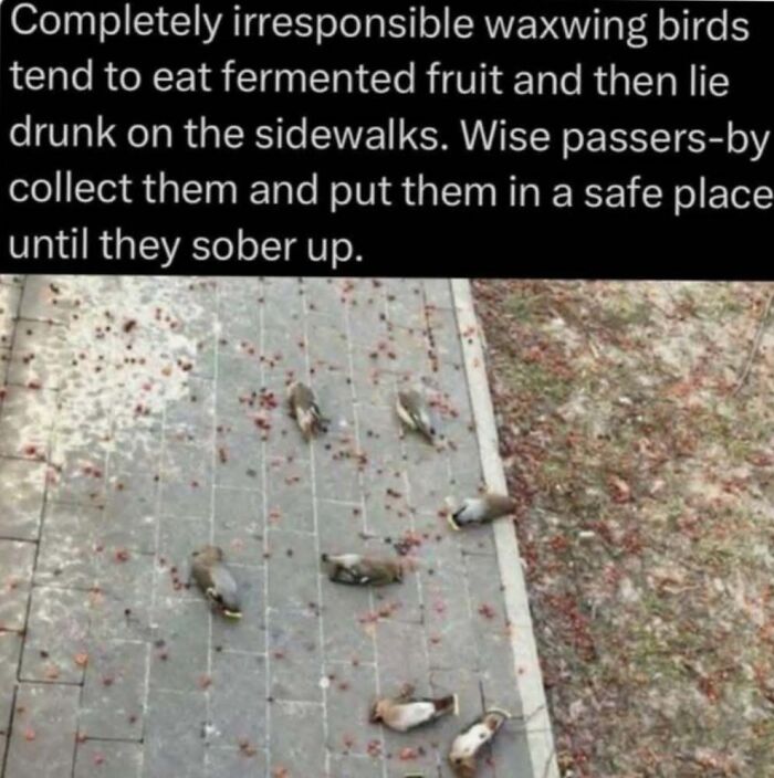 “Explaining The Wild”: 59 Facts And Photos To Teach You Something New About The World