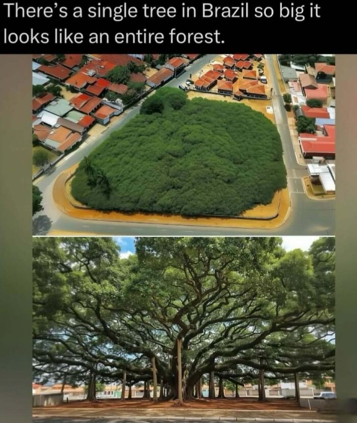 “Explaining The Wild”: 59 Facts And Photos To Teach You Something New About The World