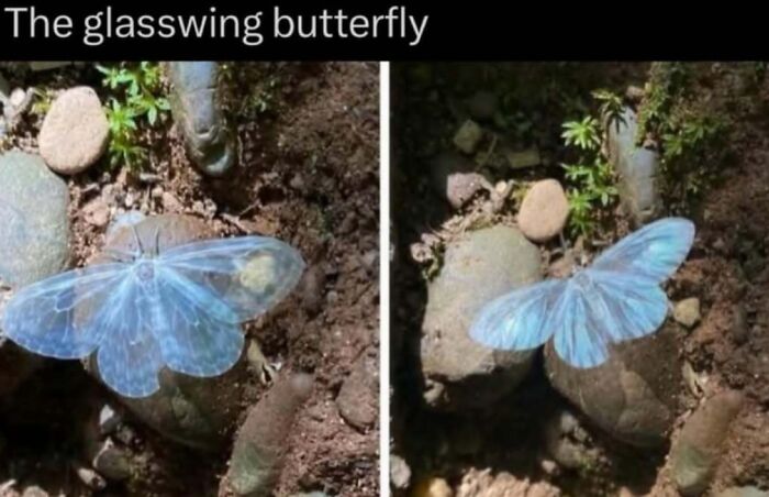 “Explaining The Wild”: 59 Facts And Photos To Teach You Something New About The World