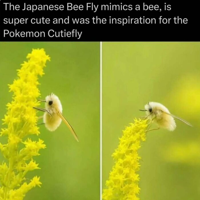 “Explaining The Wild”: 59 Facts And Photos To Teach You Something New About The World