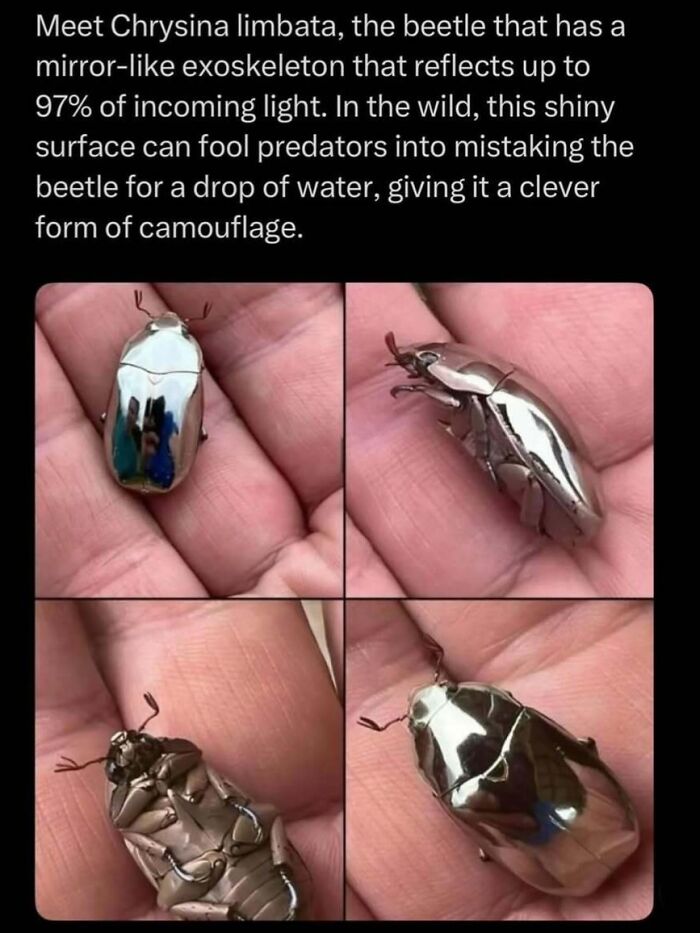 “Explaining The Wild”: 59 Facts And Photos To Teach You Something New About The World