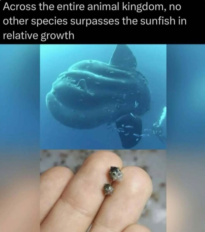 “Explaining The Wild”: 59 Facts And Photos To Teach You Something New About The World