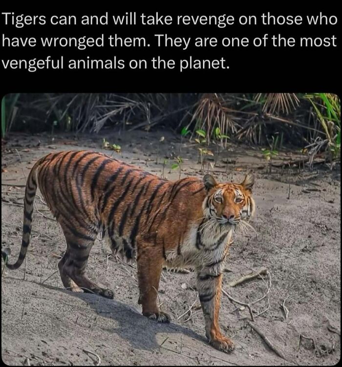 “Explaining The Wild”: 59 Facts And Photos To Teach You Something New About The World