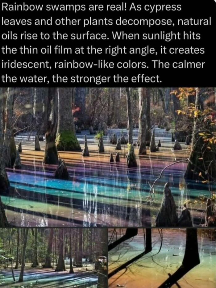 “Explaining The Wild”: 59 Facts And Photos To Teach You Something New About The World