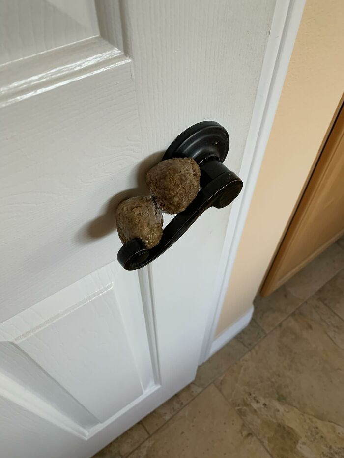 49 Infuriating Pictures That Show Some Women Live With Animals Instead Of Husbands