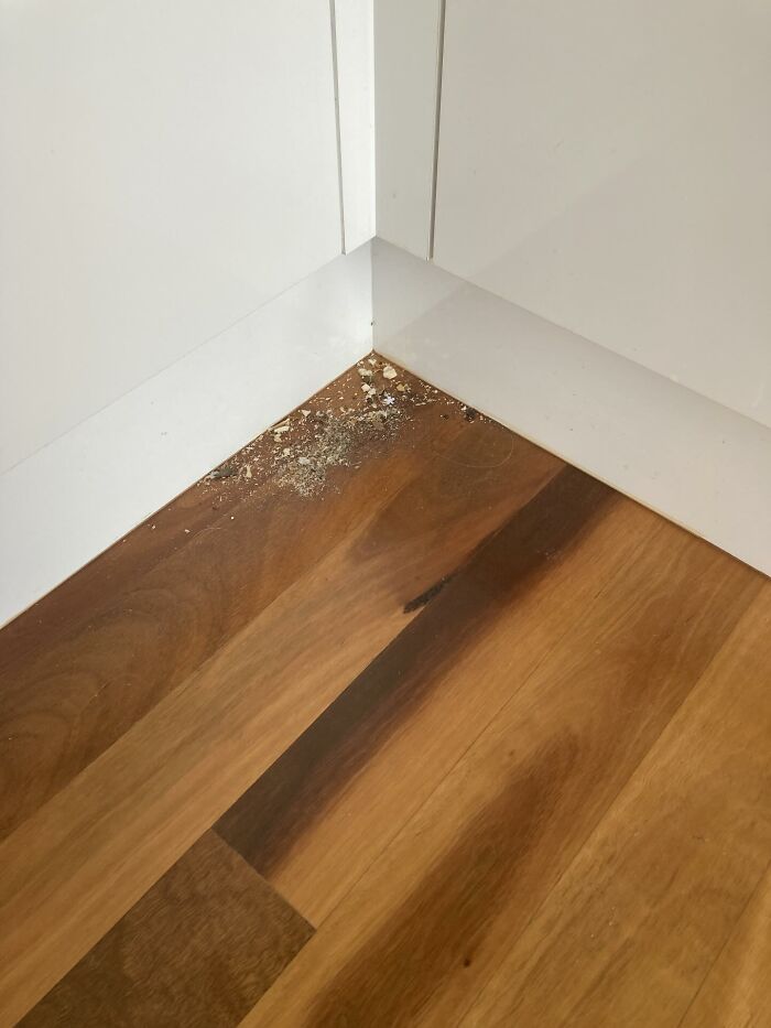 49 Infuriating Pictures That Show Some Women Live With Animals Instead Of Husbands