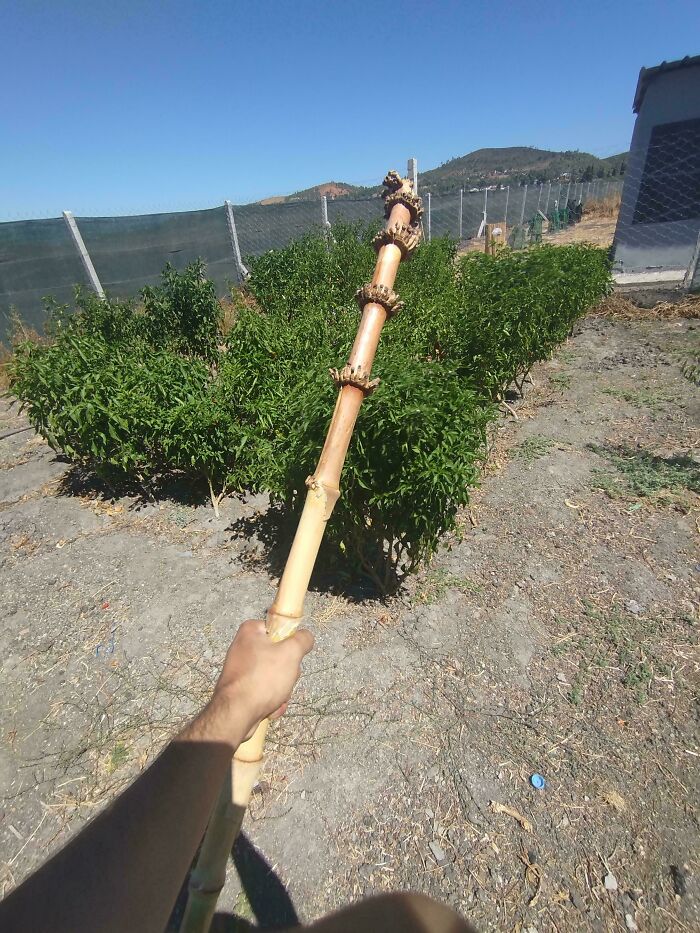 57 Cool Sticks People Found In The Wild That Could Even Serve As Blades, Staffs, And Swords