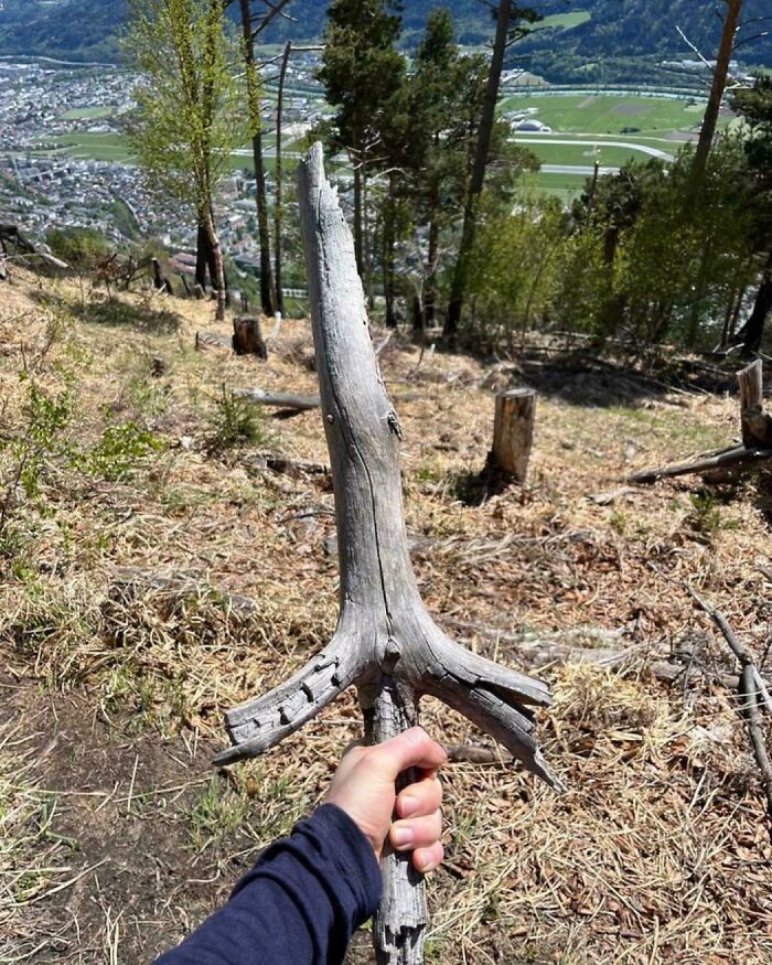 57 Cool Sticks People Found In The Wild That Could Even Serve As Blades, Staffs, And Swords