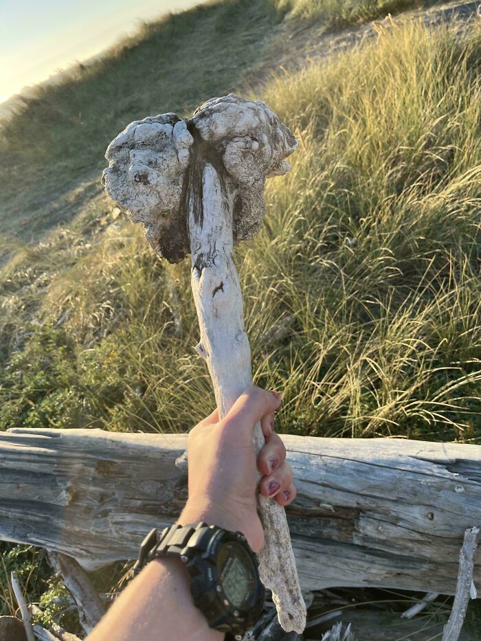 57 Cool Sticks People Found In The Wild That Could Even Serve As Blades, Staffs, And Swords