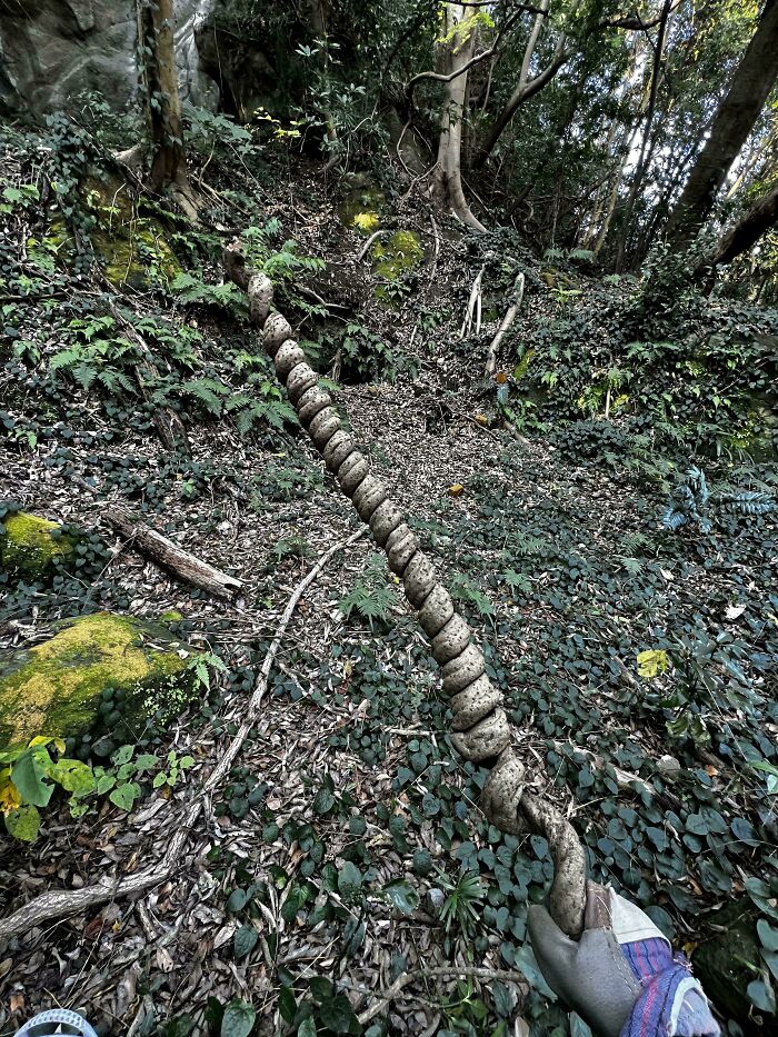 57 Cool Sticks People Found In The Wild That Could Even Serve As Blades, Staffs, And Swords