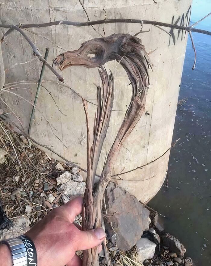 57 Cool Sticks People Found In The Wild That Could Even Serve As Blades, Staffs, And Swords