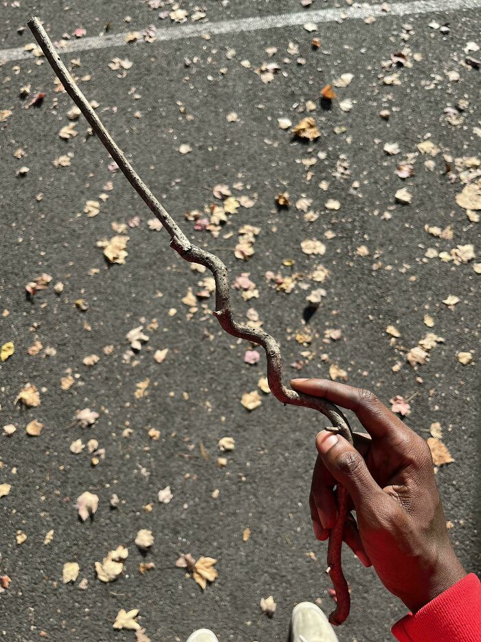 57 Cool Sticks People Found In The Wild That Could Even Serve As Blades, Staffs, And Swords