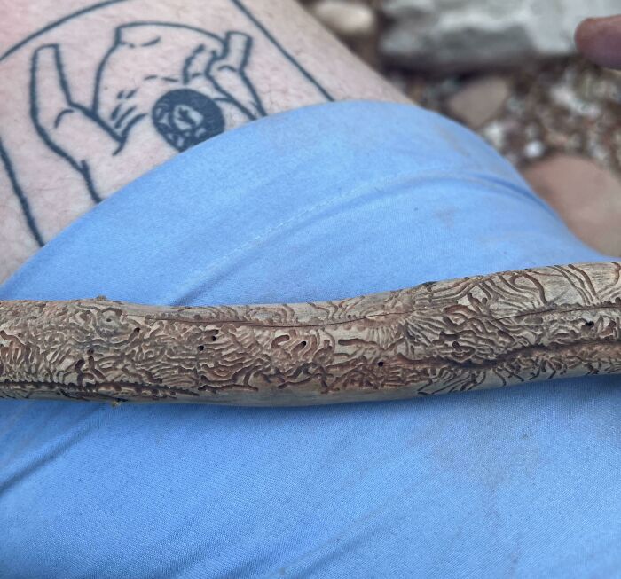 57 Cool Sticks People Found In The Wild That Could Even Serve As Blades, Staffs, And Swords