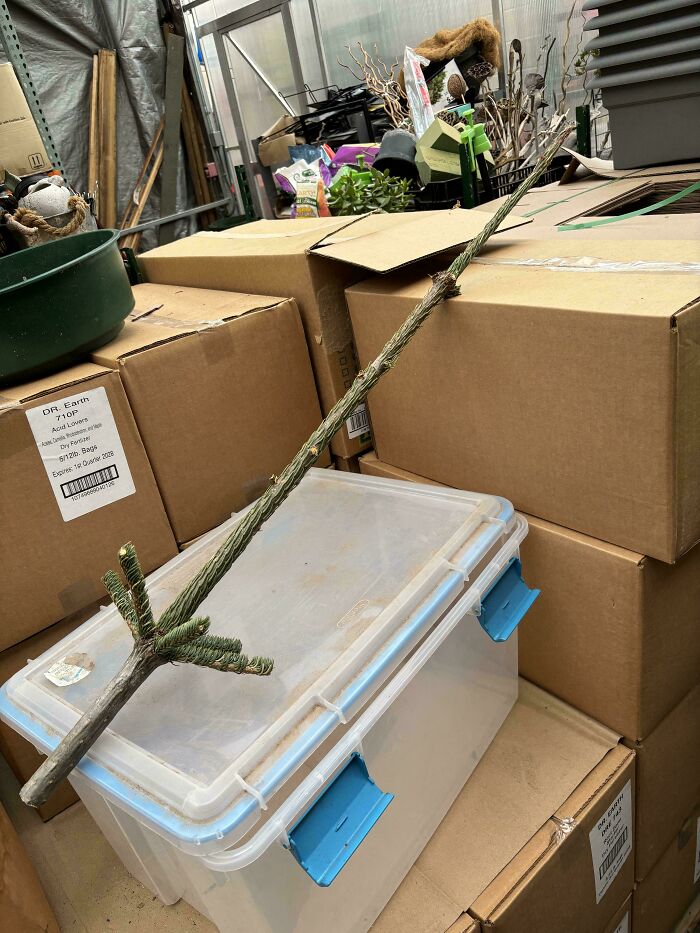 57 Cool Sticks People Found In The Wild That Could Even Serve As Blades, Staffs, And Swords