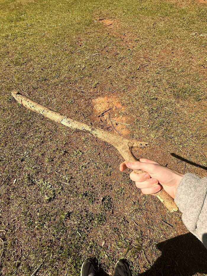 57 Cool Sticks People Found In The Wild That Could Even Serve As Blades, Staffs, And Swords