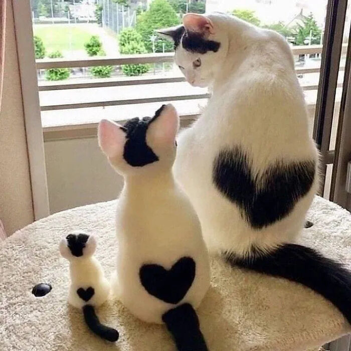 ‘Why I Should Have A Cat’: This Instagram Page Might Be The Reason You End Up Getting A Cat (51 Pics)