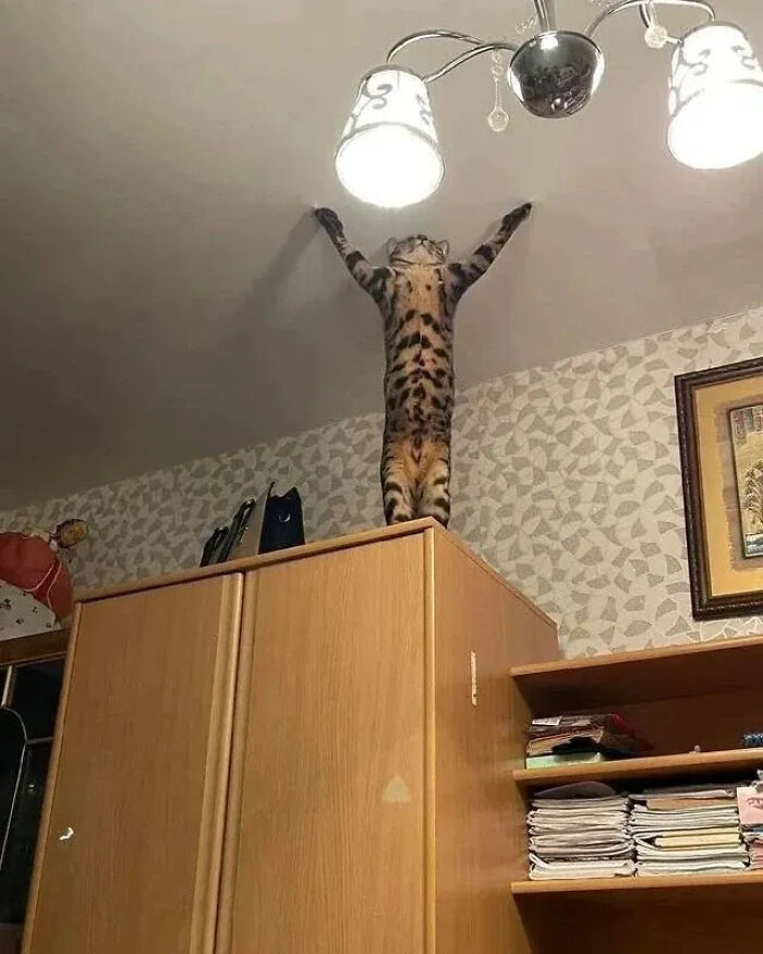 ‘Why I Should Have A Cat’: This Instagram Page Might Be The Reason You End Up Getting A Cat (51 Pics)