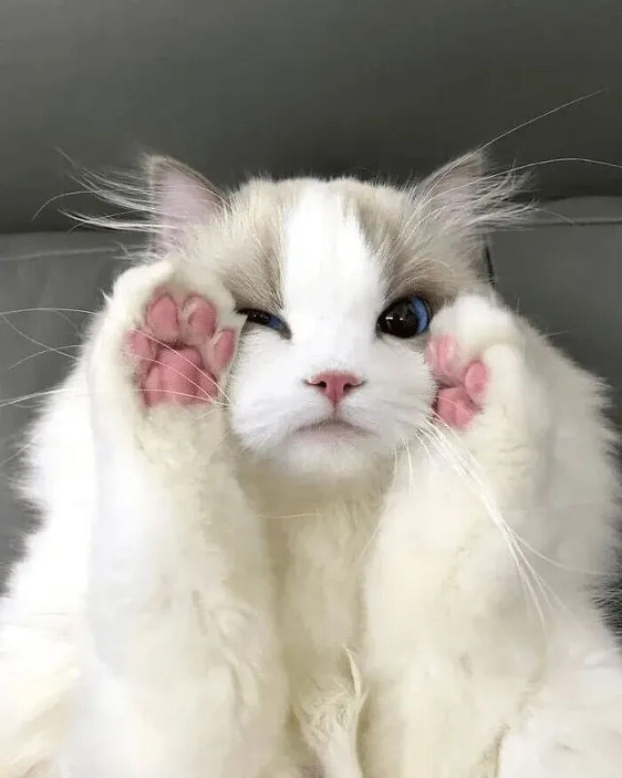 ‘Why I Should Have A Cat’: This Instagram Page Might Be The Reason You End Up Getting A Cat (51 Pics)