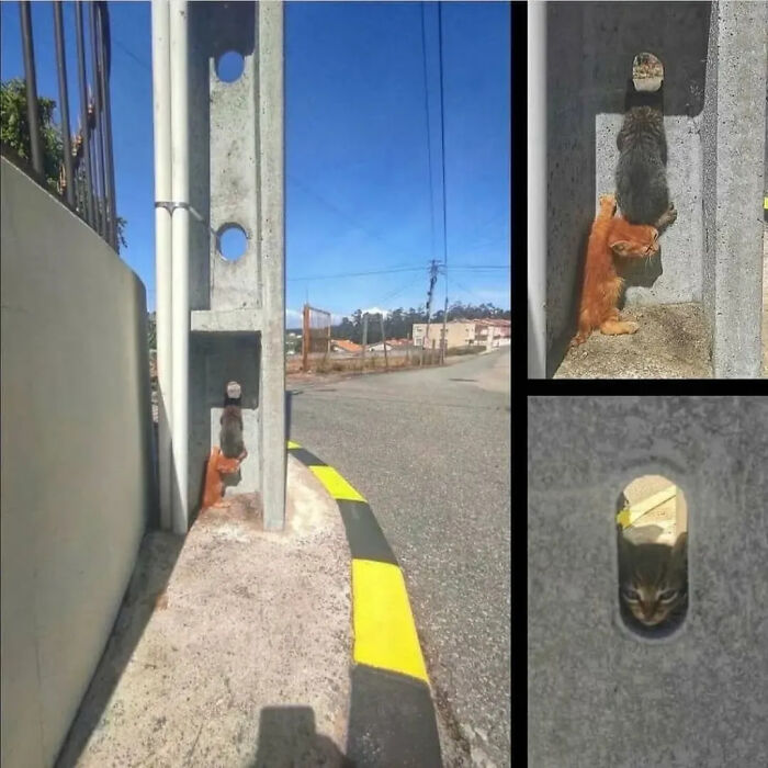 ‘Why I Should Have A Cat’: This Instagram Page Might Be The Reason You End Up Getting A Cat (51 Pics)