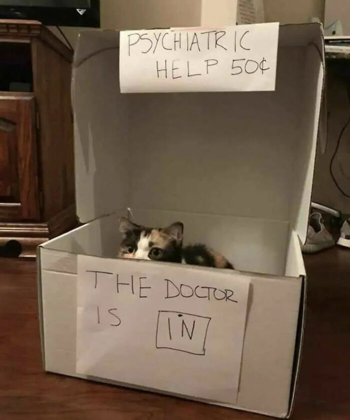 ‘Why I Should Have A Cat’: This Instagram Page Might Be The Reason You End Up Getting A Cat (51 Pics)