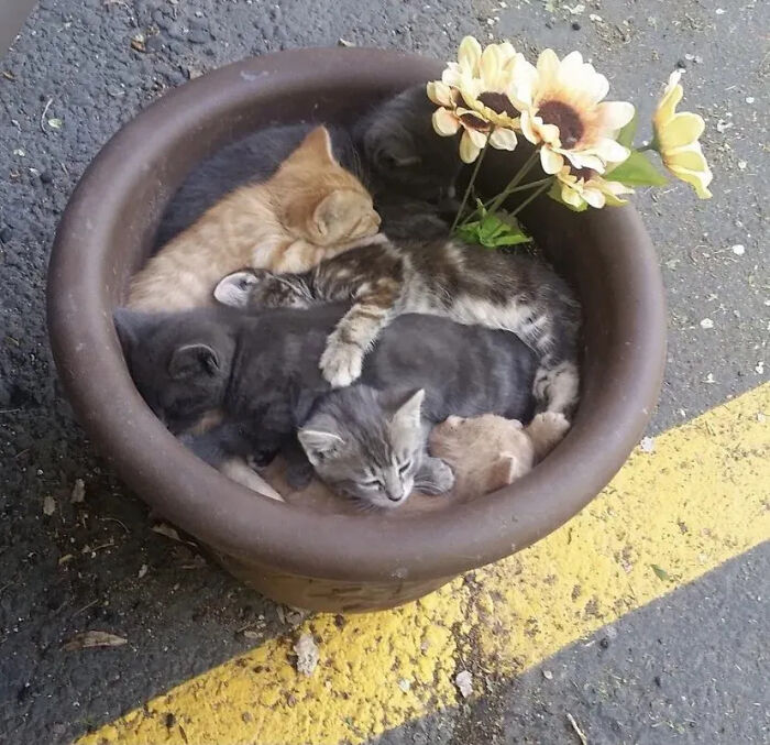 ‘Why I Should Have A Cat’: This Instagram Page Might Be The Reason You End Up Getting A Cat (51 Pics)