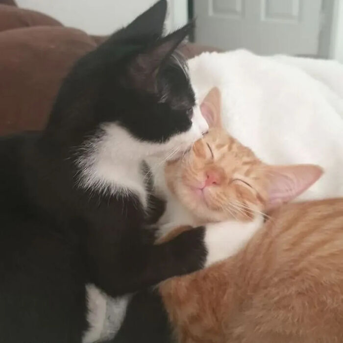 ‘Why I Should Have A Cat’: This Instagram Page Might Be The Reason You End Up Getting A Cat (51 Pics)