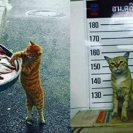 ‘Why I Should Have A Cat’: This Instagram Page Might Be The Reason You End Up Getting A Cat (51 Pics)