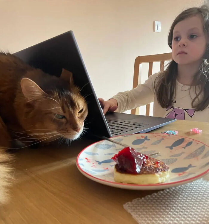 ‘Why I Should Have A Cat’: This Instagram Page Might Be The Reason You End Up Getting A Cat (51 Pics)