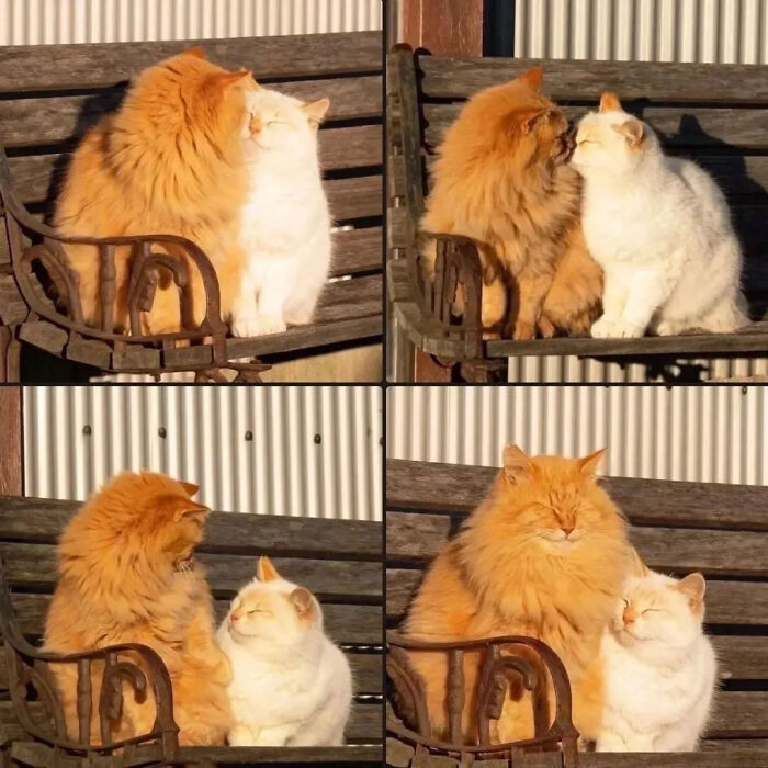 ‘Why I Should Have A Cat’: This Instagram Page Might Be The Reason You End Up Getting A Cat (51 Pics)