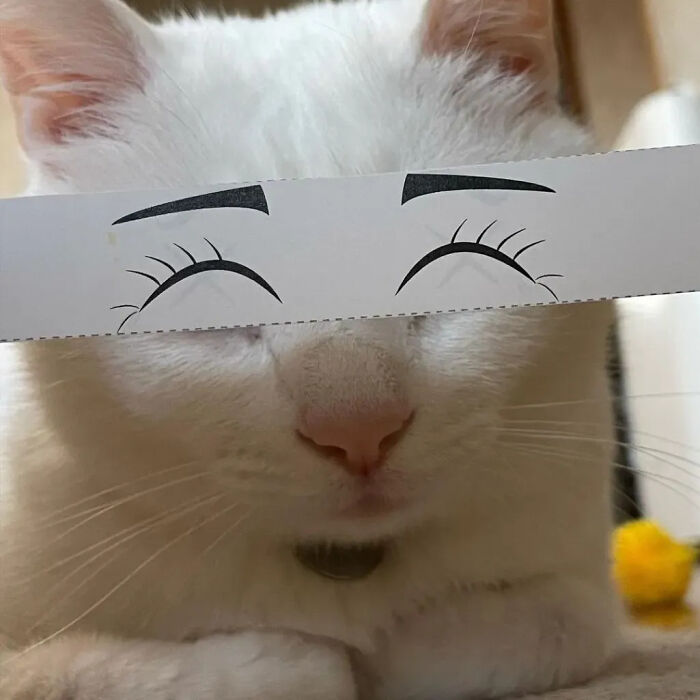 ‘Why I Should Have A Cat’: This Instagram Page Might Be The Reason You End Up Getting A Cat (51 Pics)